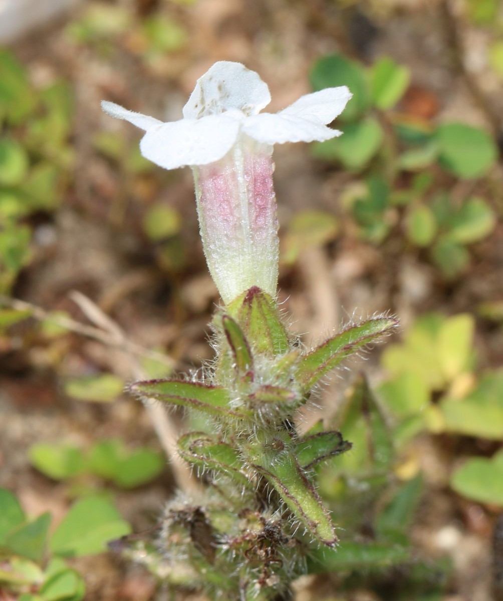 Centranthera indica (L.) Gamble